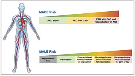 Bleeding Risk in Patients with Peripheral Arterial Disease