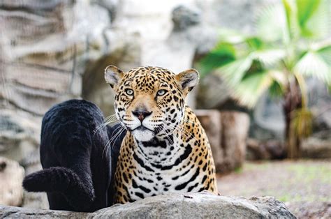 Top 5 Zoo and Safari Experiences in Texas | Austin Fit Magazine ...