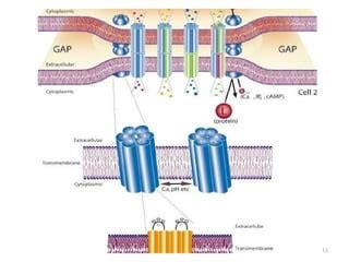 Rezultat imagine pentru Intercellular Junctions