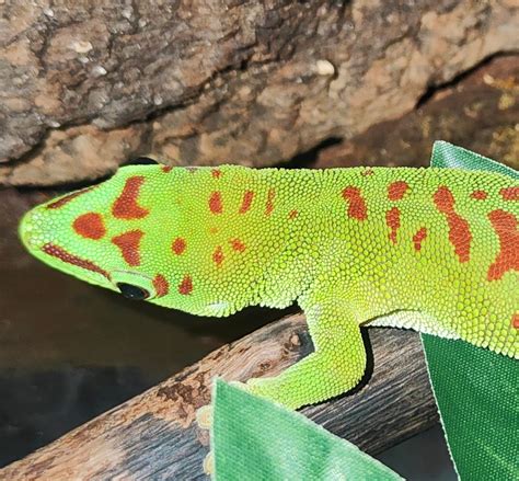 Madagascan Giant Day Gecko