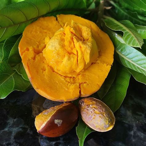 Ross Sapote (Pouteria SP) – veliyathgardens