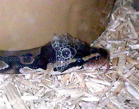 Image result for Royal Python Life Span