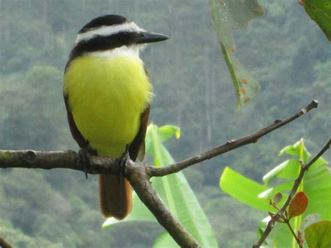 Costa Rican Bird With Yellow Breast at Laurence Drake blog