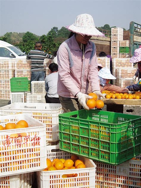 5000斤水果番茄抵达宁波镇海 解决贵州普安农户销售难