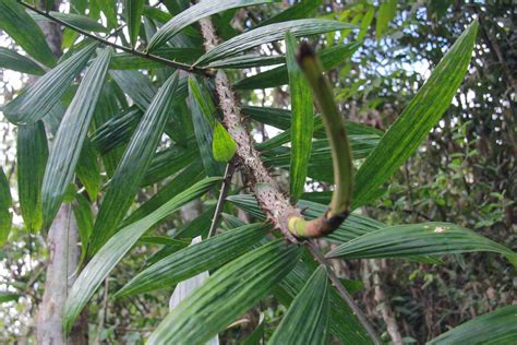 What Does A Rattan Plant Look Like at Andres Lowe blog