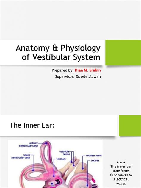 Anatomy & Physiology of Vestibular System: Prepared By: Supervisor: Dr ...