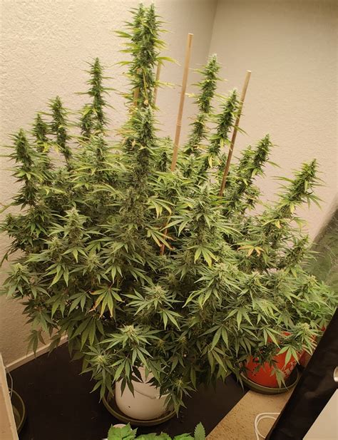 Image result for Alien vs Triangle Strain