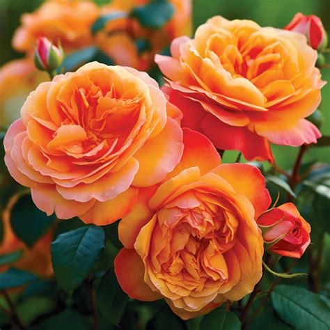 15 Types of Roses - A Guide to Different Rose Varieties