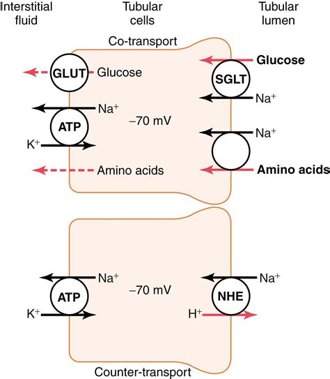Renal Tubular Reabsorption and Secretion - Clinical Tree