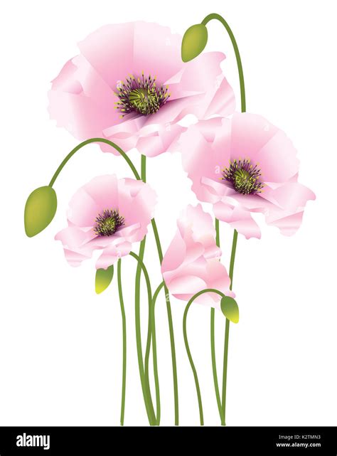 Beautiful bright colors poppies with buds and seed pods Stock Photo - Alamy