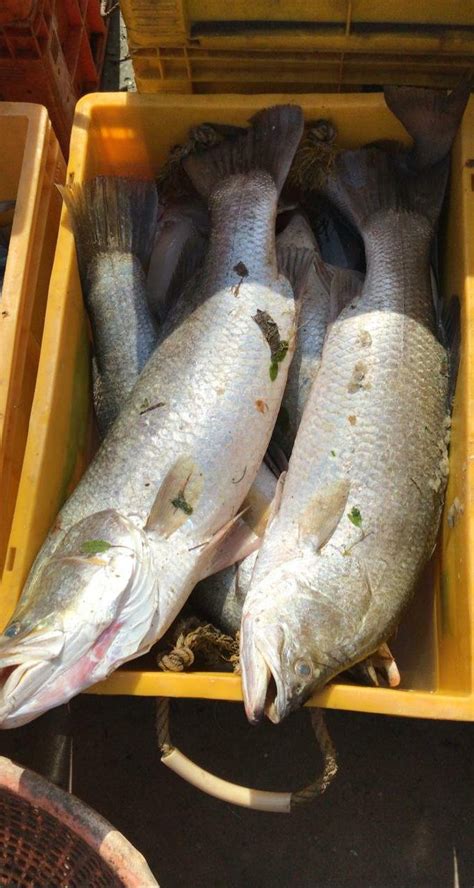 RA Sea Foods | Kottaipattinam | Export and Import | Ukno - You Know