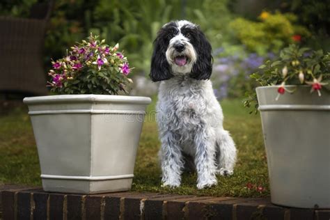 Image result for Cockapoo Dog Sitting Down