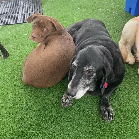 American K9 Country (@americank9country) • Instagram photos and videos