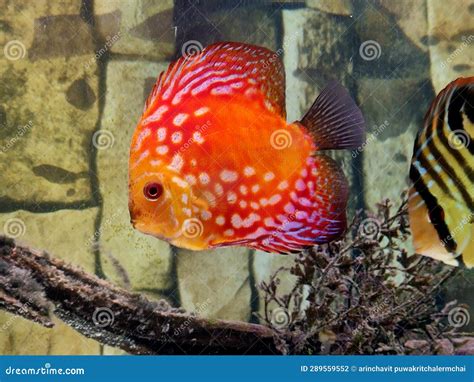 Image result for Discus Fish Water Conditions