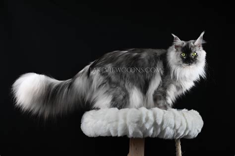 Why Are Maine Coon Cats Expensive at Kelly Duppstadt blog