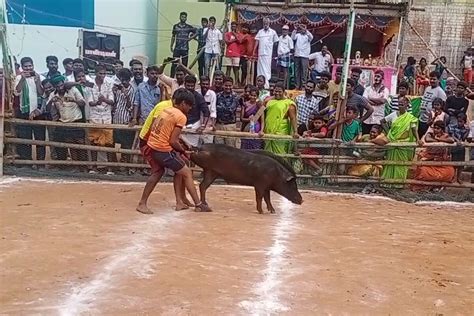 ஜல்லிக்கட்டு போன்று பன்றி தழுவும் விசித்திர போட்டி... ஆச்சரியப்பட ...