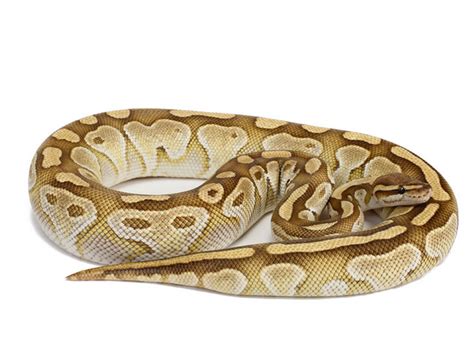 Image result for Lesser Ball Python