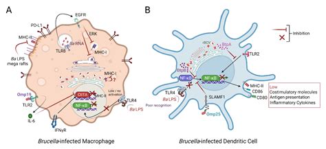 Immunosuppressive Mechanisms in Brucellosis in Light of Chronic Bacterial Diseases