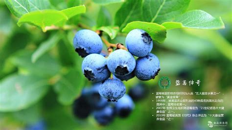 新洲蓝莓熟了!市民采摘游将持续到7月底_武汉24小时_新闻中心_长江网_cjn.cn