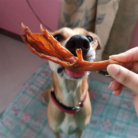 Duck Feet – House of Canis