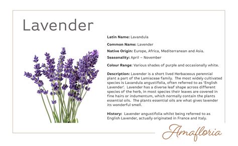 English Lavender is the perfect flower to ease you into another busy ...