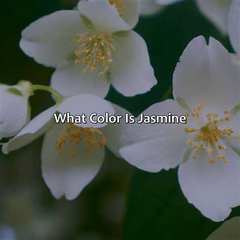 What Color Of Jasmine Flower at Hugo Ruse blog