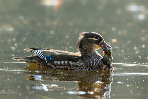 Image result for Toad Eating Duck