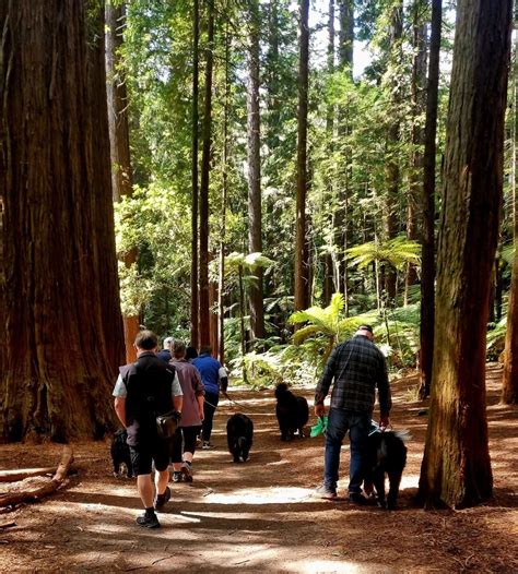 Christmas wander through the redwoods, Redwood Forest Rotorua, 30 ...