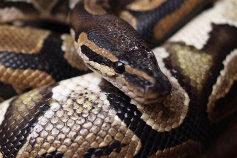 Image result for Python's Eating Large Prey