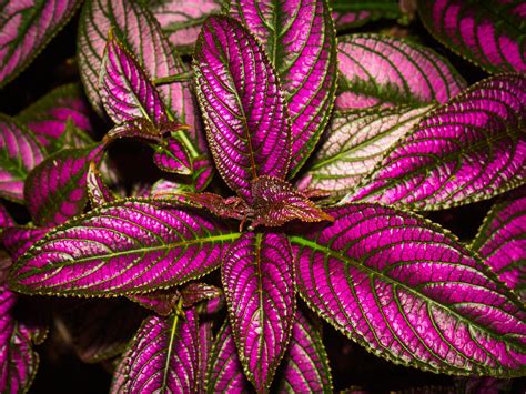 Top View of a Houseplant with Purple Leaves · Free Stock Photo