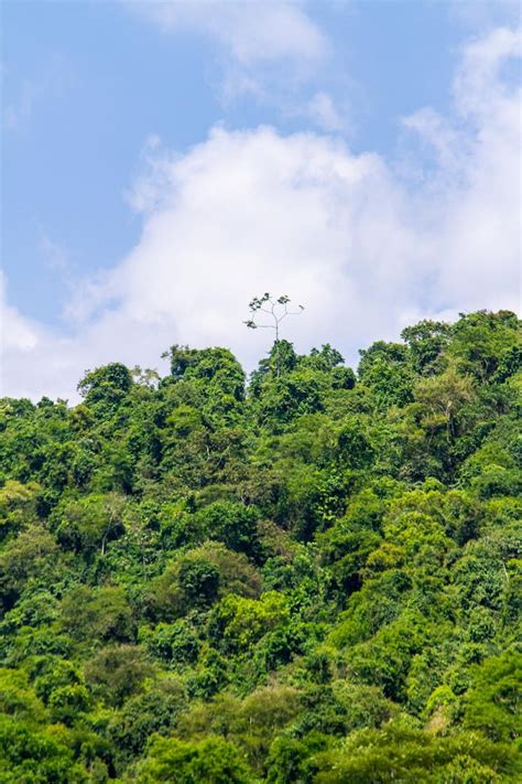 Floresta Imagens – Download Grátis no Freepik