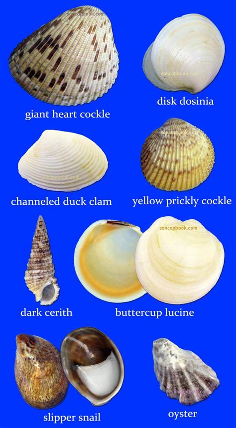 Shell Types 的图像结果