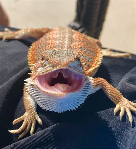 Image result for Angry Dragon Fails