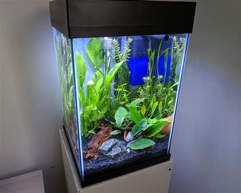 Ideas For A 30 Gallon Tall Tank? The Planted Tank Forum, 46% OFF