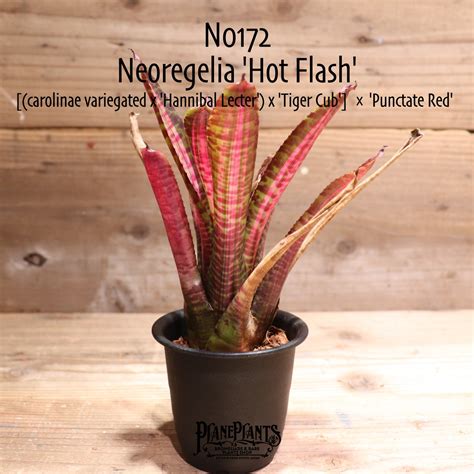 【送料無料】Neoregelia 'Hot Flash'〔ネオレゲリア〕現品発送N0172 | plane plants