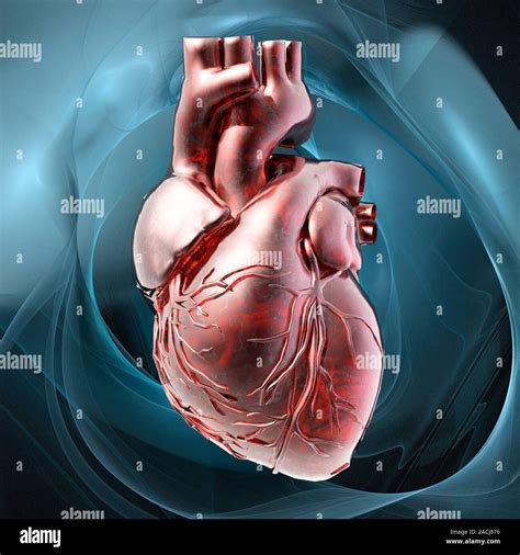 Image result for Computer Human Heart Model