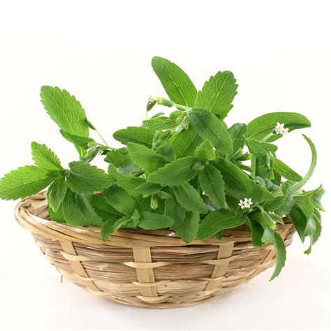 Stevia Rebaudiana: Stevia 甘味料 , Stevia rebaudiana – WYOFNN
