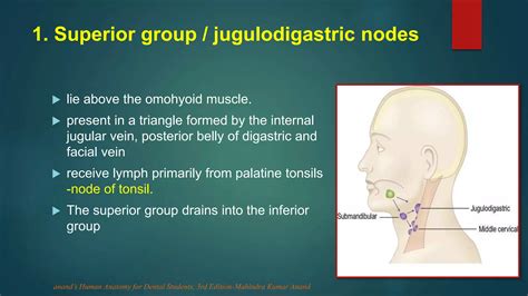 Jugulodigastric Lymph Node