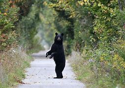 Image result for Black bear takes 60 cupcakes