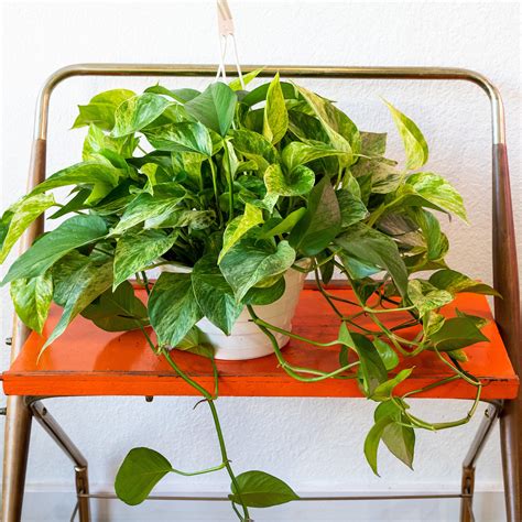 Is Marble Queen Pothos Toxic To Pets And Safe Indoor Plants Expert Guide