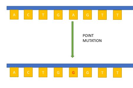 Image result for Point mutation Causes