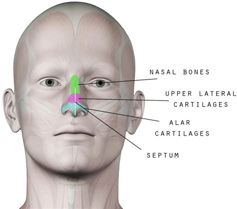 Human Nose Diagram