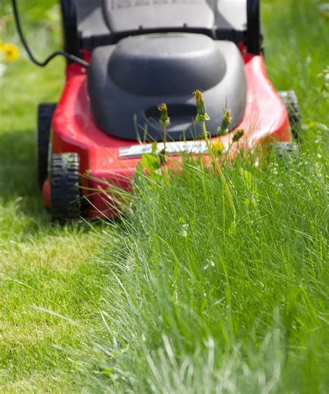 How to cut wet grass: tips on mowing a wet lawn safely | Homes and Gardens