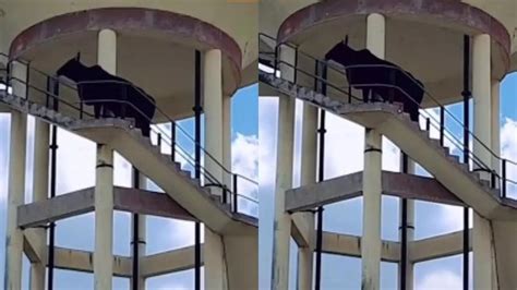Bull Scales 60-Foot Water Tank in Ajmer, Video Goes Viral!