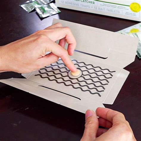 Image result for How to Catch Cockroach