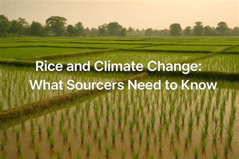 How Climate Change Is Shaking Up Global Rice Supply and Prices