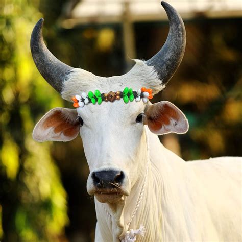 Cow/Buffalo/Bull/ Halter Nylon Rope ,Leash,Cow Cord, Cow Head Charm,Cow ...