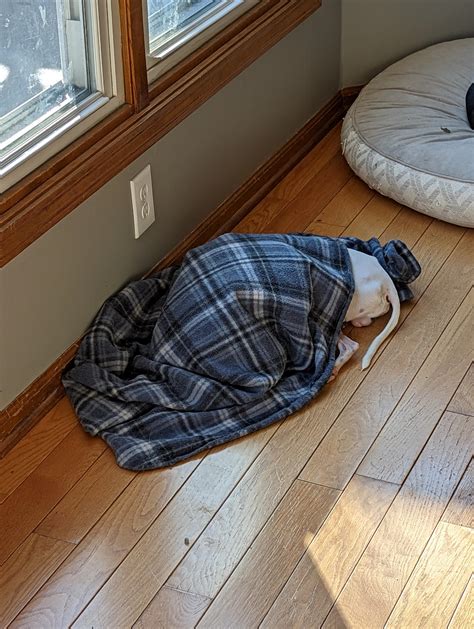 How to know it's cold outside? blankets and floor heating vents. : r ...