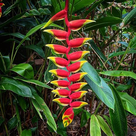 Heliconia rostrata – Hanging Lobster Claw Plant Rhizome | Soiled