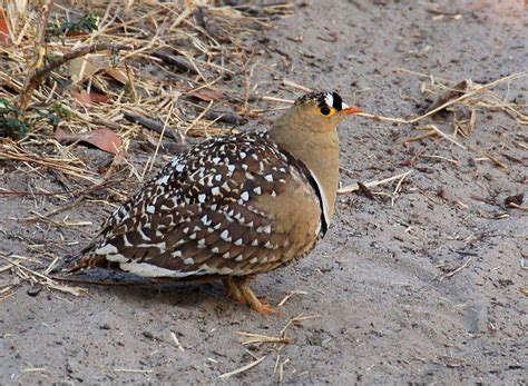 Desert National Park, Wüsten-Nationalpark, Rajasthan (Indien)